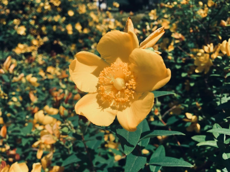 a close up of a yellow flower in a field