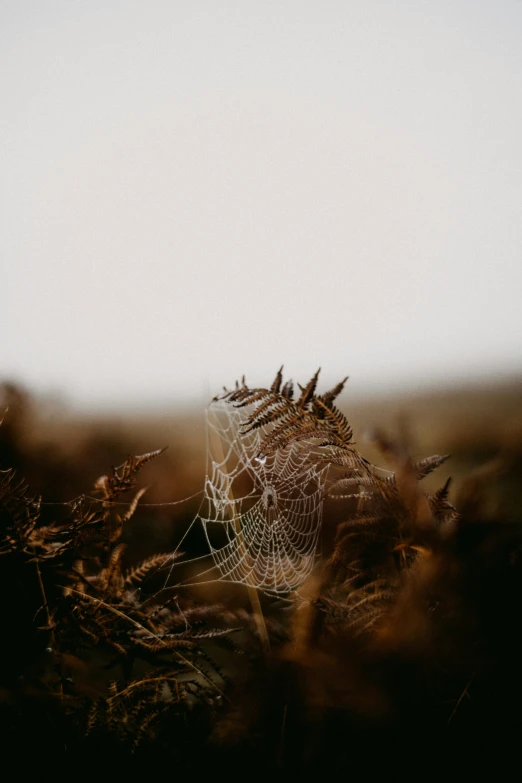 there is a web hanging in the middle of some plants