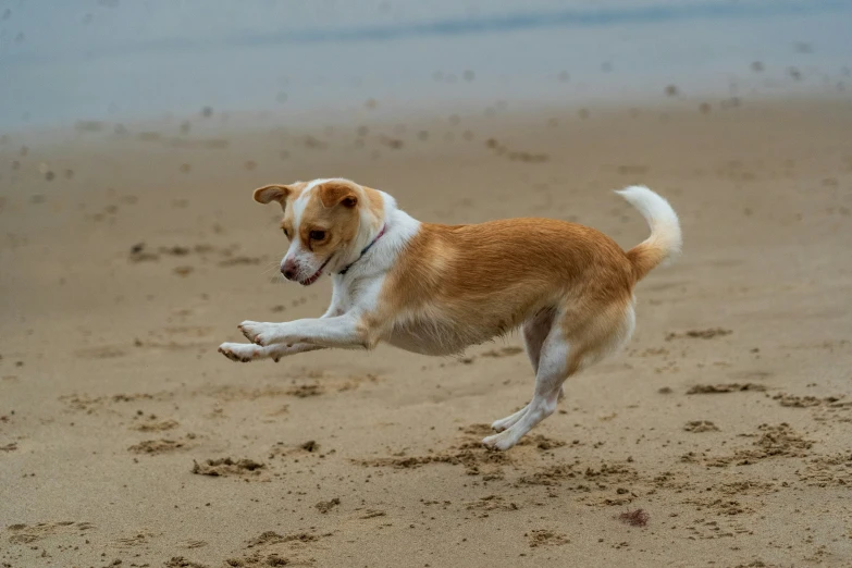 a brown and white dog running along the beach