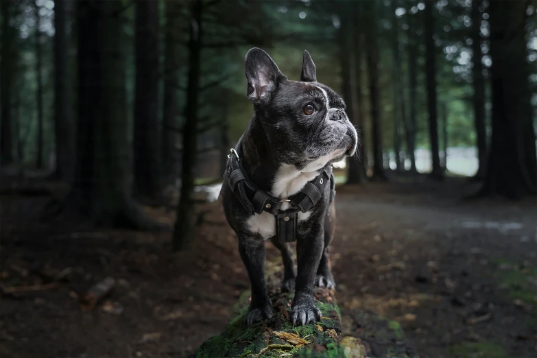 a dog standing on the edge of a log