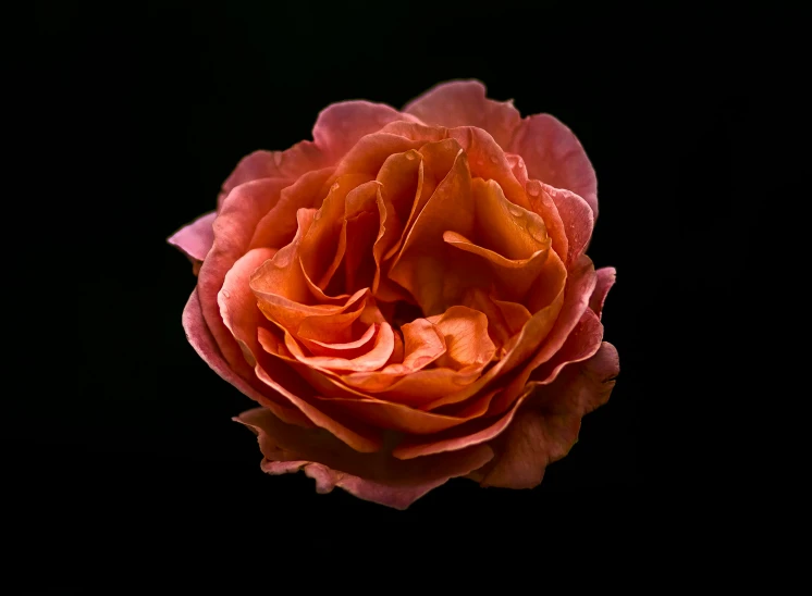 an orange rose sitting upright on a black surface