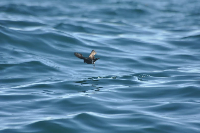 an ocean bird flying over the surface of blue water