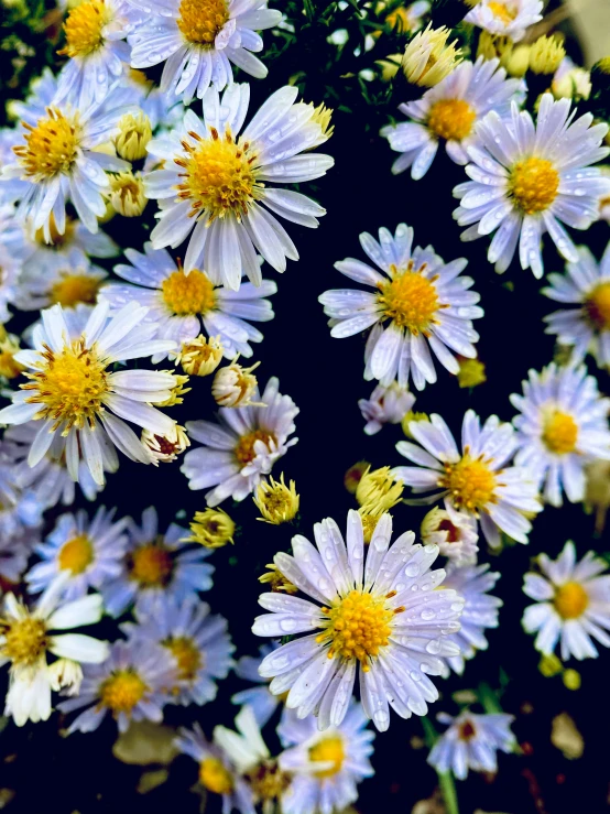 many white and yellow flowers next to each other