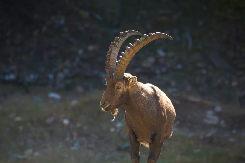 a ram with curved horns stands on the side of a hill