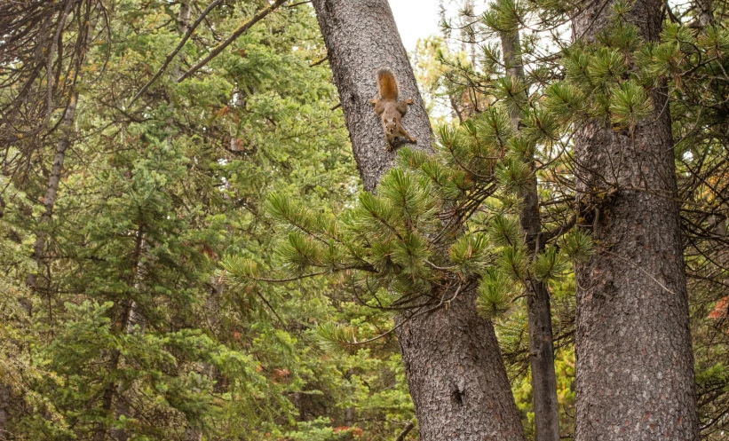 an animal climbing on a tree in the forest