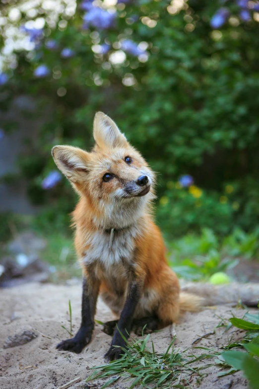 a close up of a fox near many trees