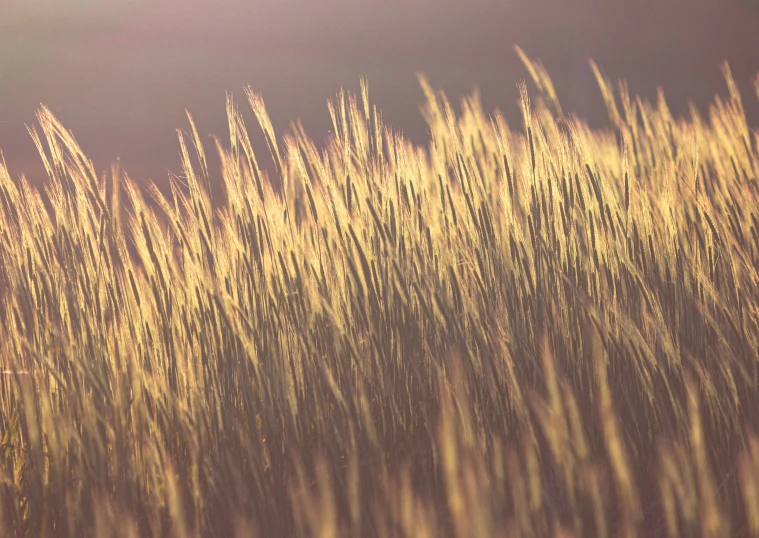 some very big pretty tall yellow grass