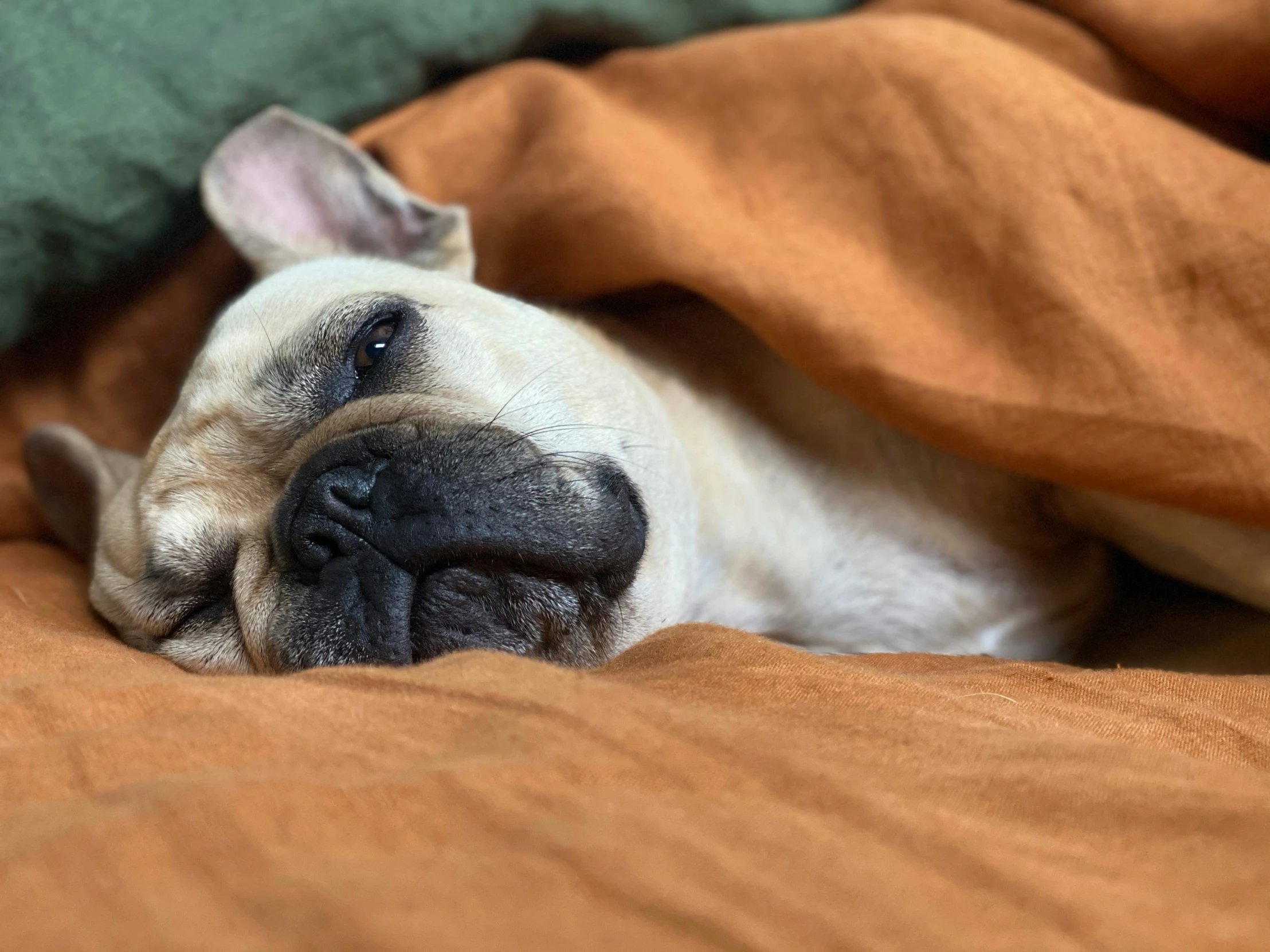 the dog is sleeping on a brown bed