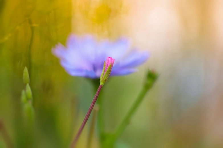 blurry image of a flower that is out in the grass