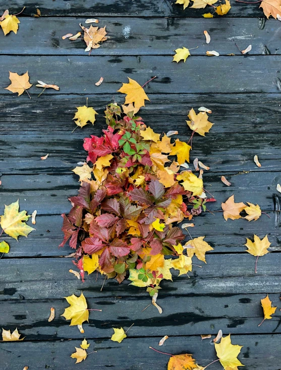 an arrangement of fall leaves laid on wood