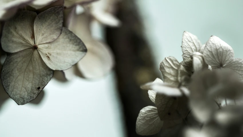 a white flower that is next to some kind of wooden post