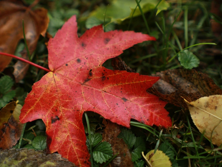 a close up of a leaf laying on the ground