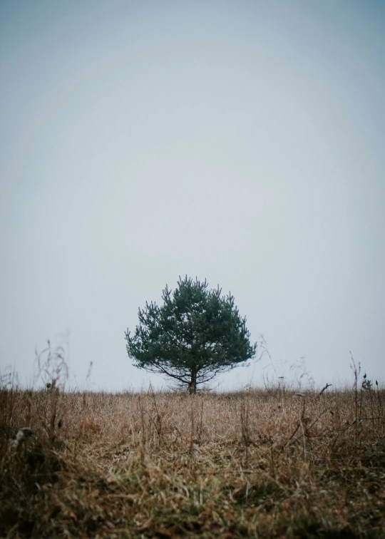 a lone tree in an open field on a foggy day