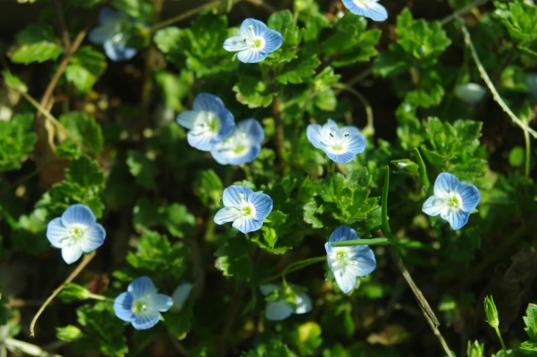 some blue flowers sitting on the ground and some leaves