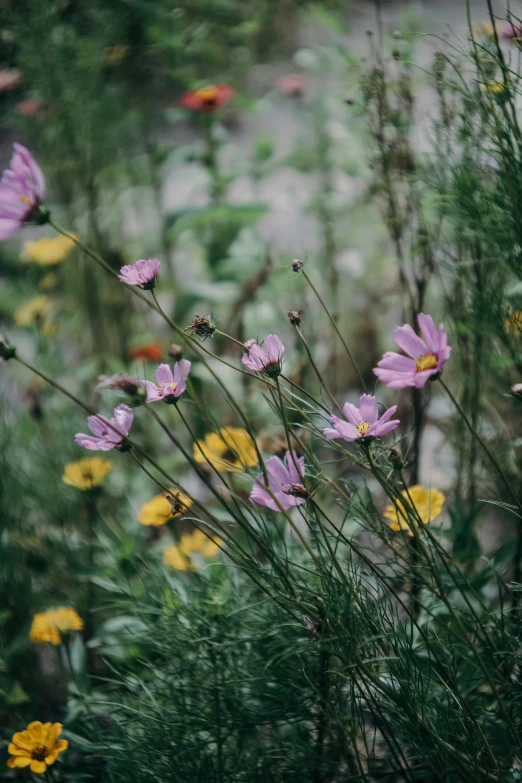 a close - up s of some wild flowers and the ground in the background