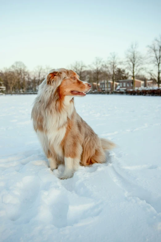 an adorable, light colored dog is sitting in the snow