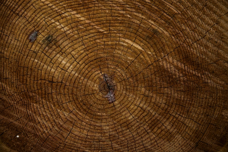 the center of a circular cut tree trunk