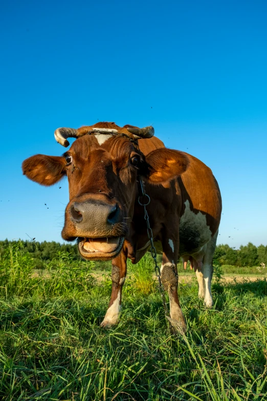 a brown and white cow with a bell on its head