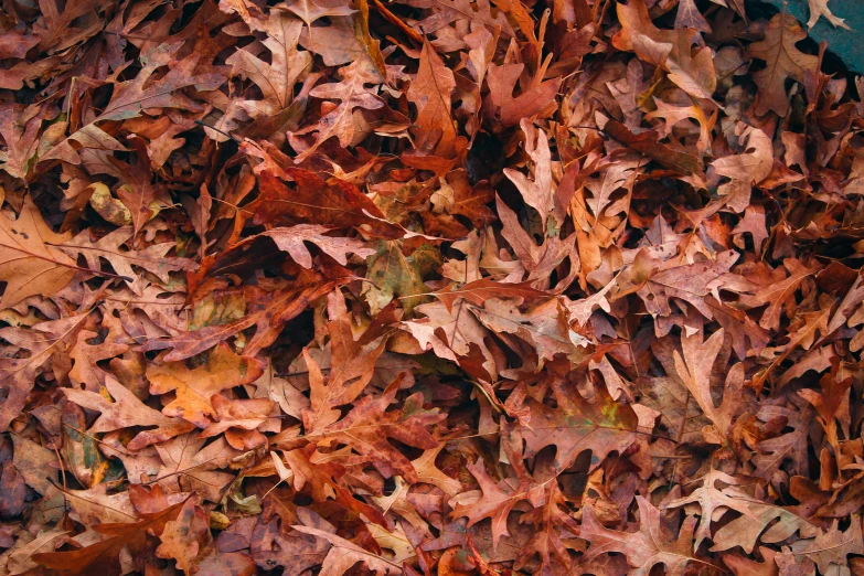 a carpet of fall leaves, many different shades of orange and yellow