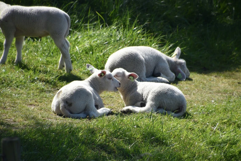five sheep are sitting in the grass eating