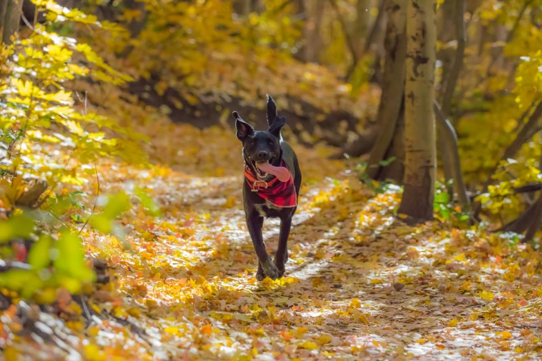 a black dog walking in the forest during fall