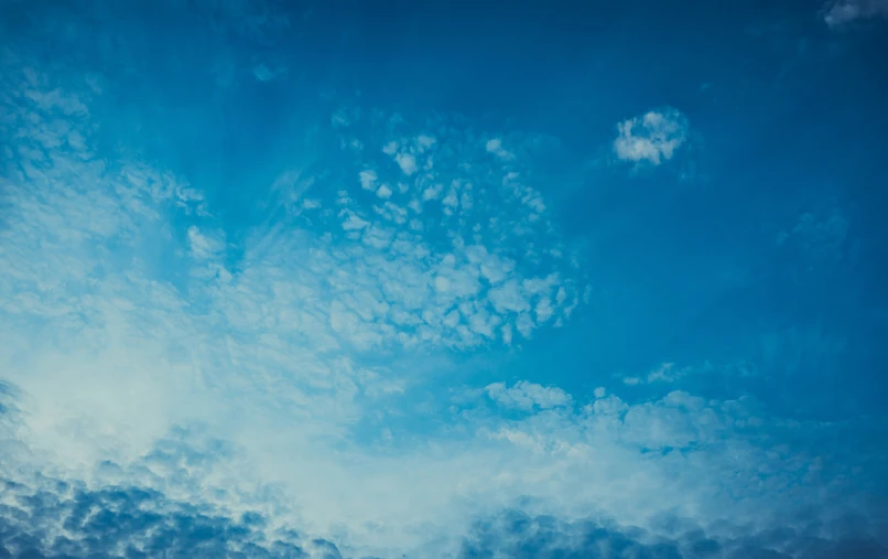 looking up at the sky with a bird in it