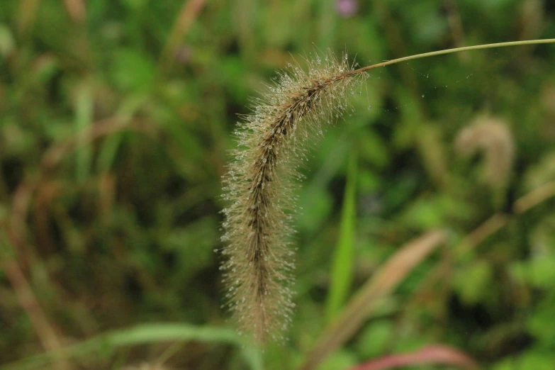 a plant with a long thin stem next to green grass