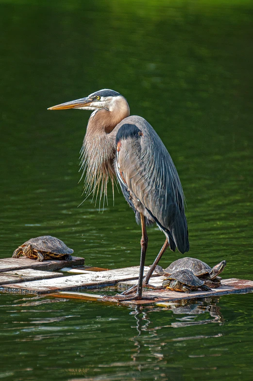 a blue heron sits on a log in the water
