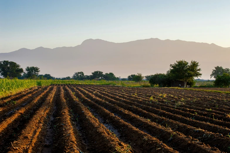 this farm has been plowed up to have some small plants growing