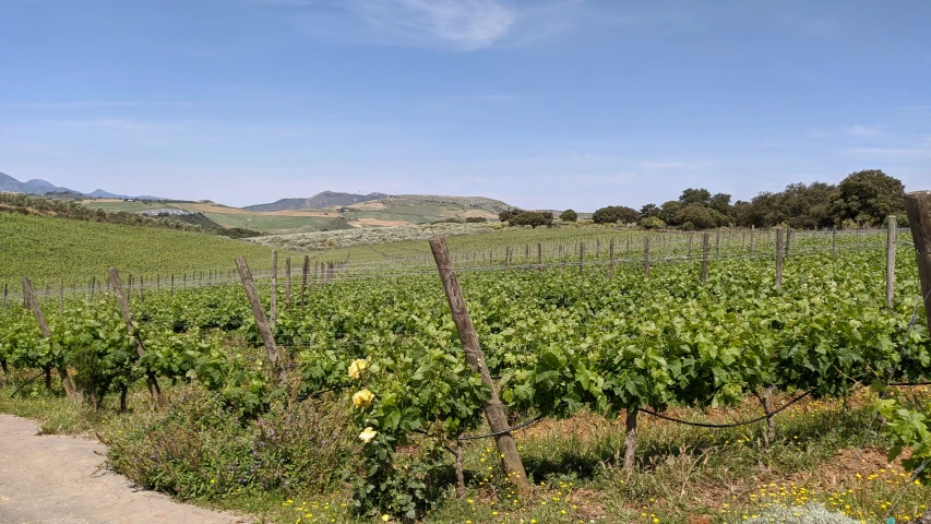 vines growing in the field behind the fence