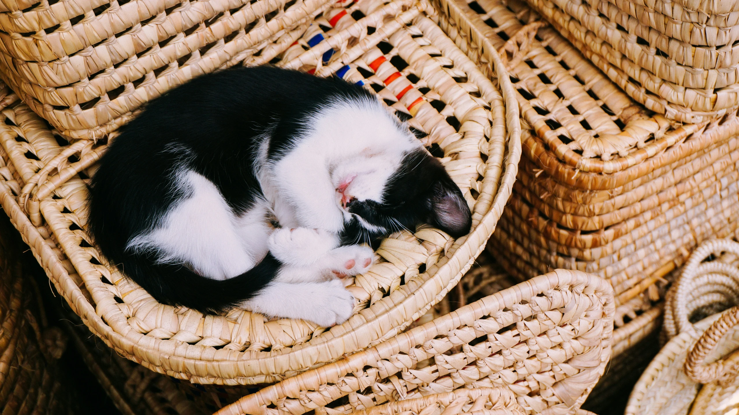 a small cat curled up asleep in a basket