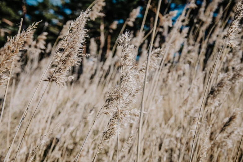 some tall, dry, grass like plants in the sunlight