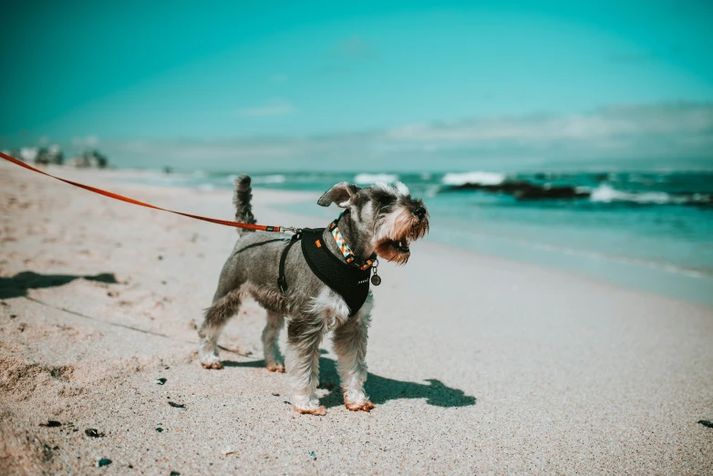 dog standing on a beach wearing a leash and hat