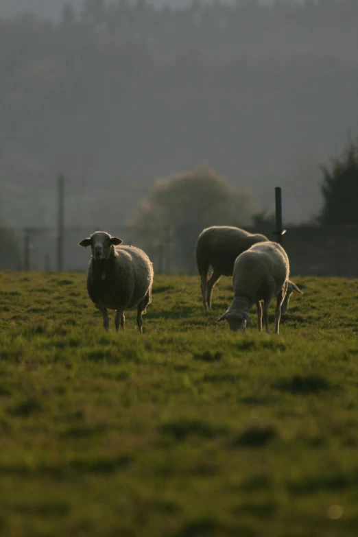 three sheep graze in an open field with green grass