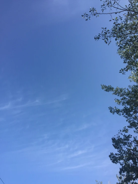 the view from below the blue sky towards the nches