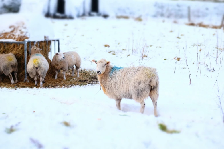 sheep grazing in a field of snow