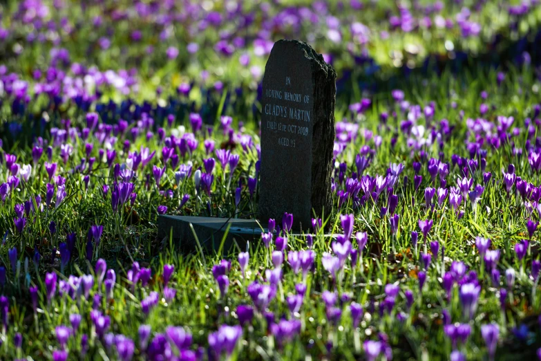 a grave sitting in the middle of a field of purple flowers