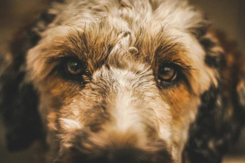 a close - up s of a dog's face with an unkempt, furby look