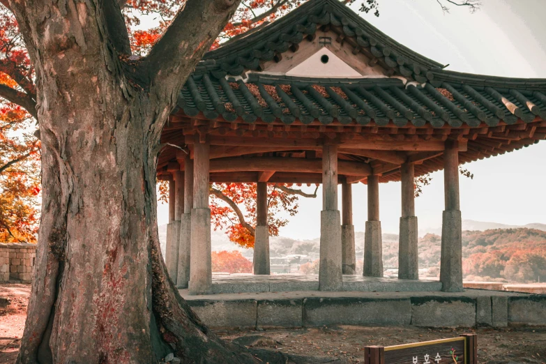 there is a large tree that is near a gazebo