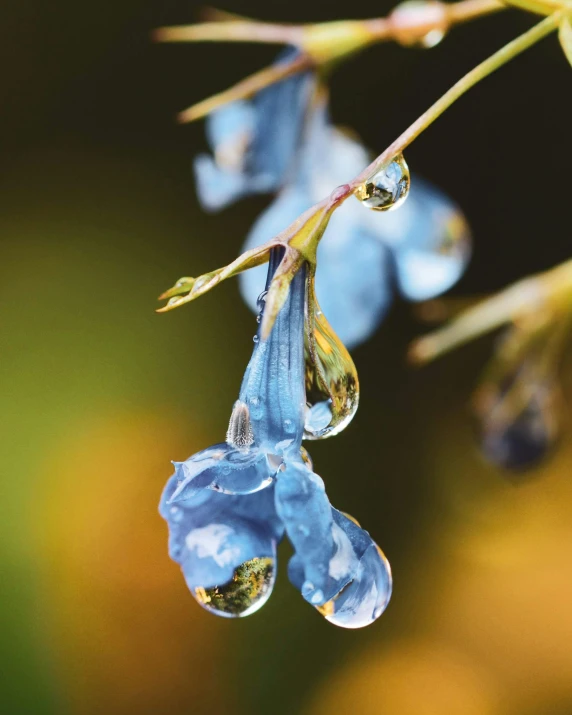 water droplets hanging on top of blue flowers