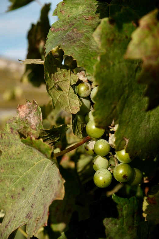 green gs growing on the stem in a wine country