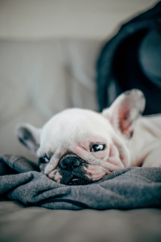 an adorable little dog resting on a bed