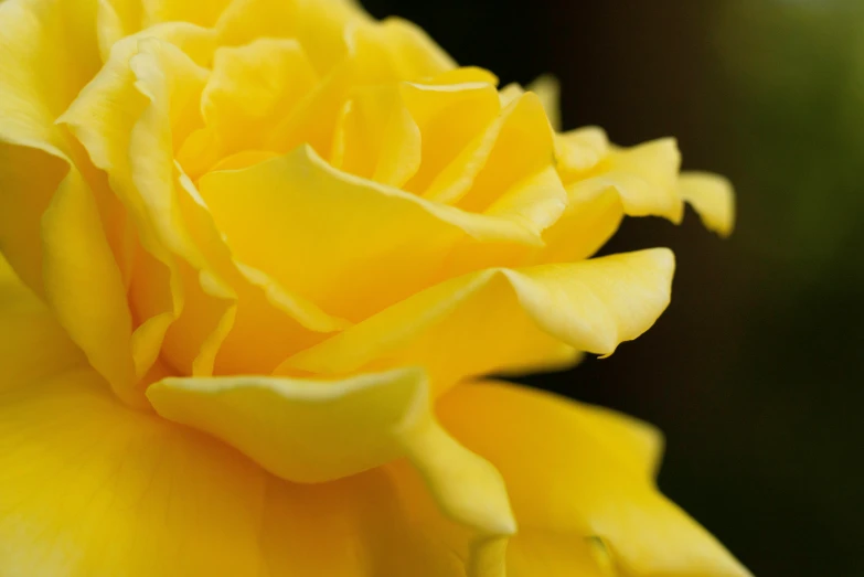 the petals on a yellow rose are almost as bright as its petals