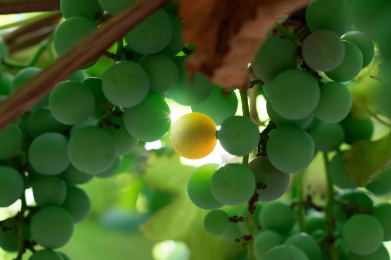 close up po of gs hanging from a vine