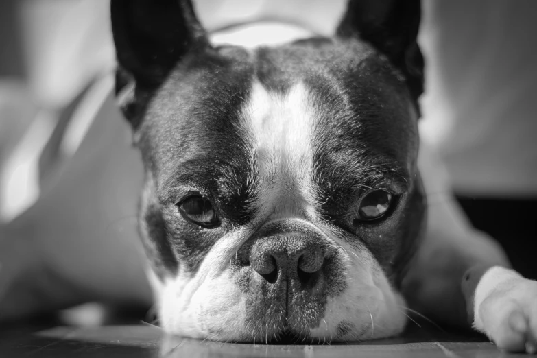 a black and white picture of a dog laying down on a table