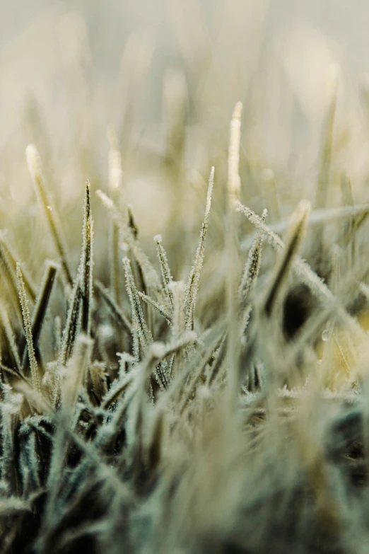 a closeup view of frost on the top of grass