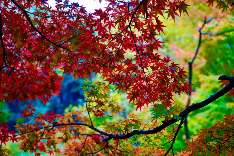 a red maple tree with red leaves and an orange umbrella