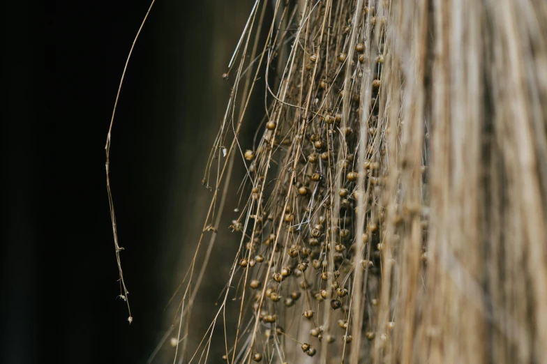 closeup of small bead stems on a palm tree