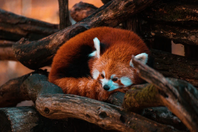 a red panda is sleeping on the ground