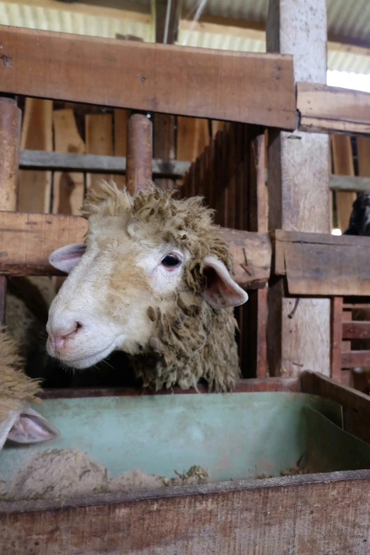 a sheep standing inside of a wooden cage